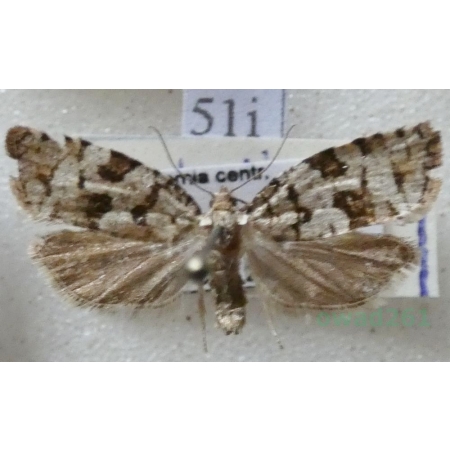 Dichelia histrionana (Frölich, 1828) Zwójka pędówka Czech51i